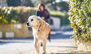 Najčešće zarazne bolesti kod pasa